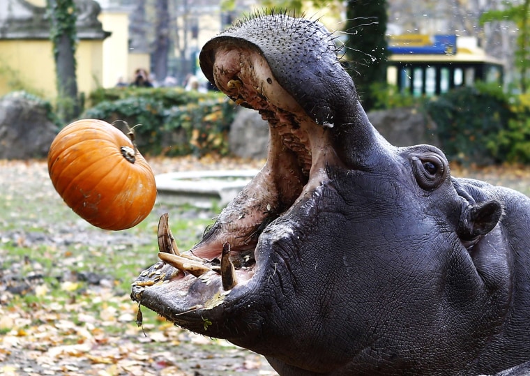 Image: A hippopotamus catches a pumpkin during Halloween celebrations in the Tiergarten Schoenbrunn zoo in Vienna