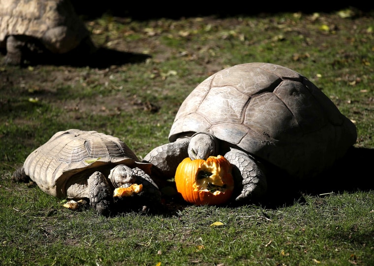 Image: Tortoises eat their food from inside a pumpkin during Halloween celebrations at Madrid Zoo