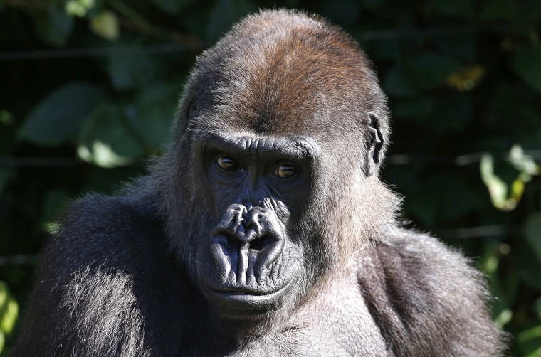 Image: A Western Lowland Gorilla sits in its enclosure at Sydney's Taronga Zoo