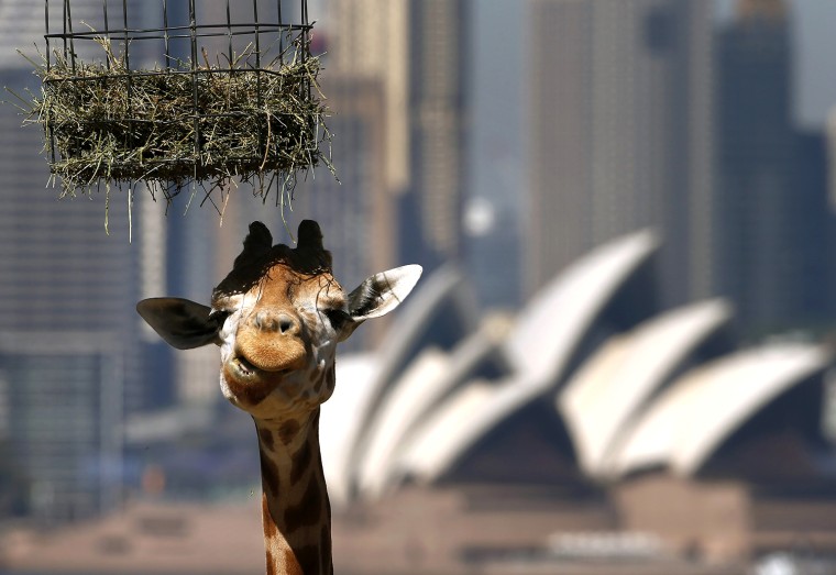Image: A giraffe eats in front of the Sydney Opera House during feeding time at Taronga Zoo