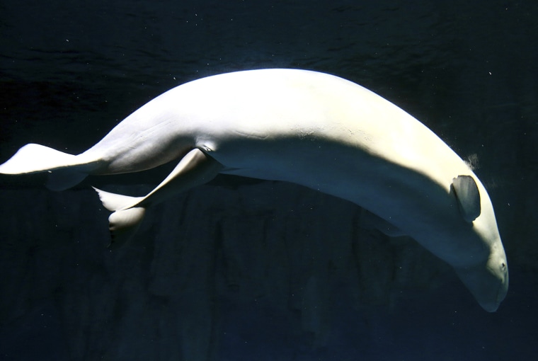 Image: White whale or beluga Zhuoya gives birth to her first offspring at an aquarium in Changsha