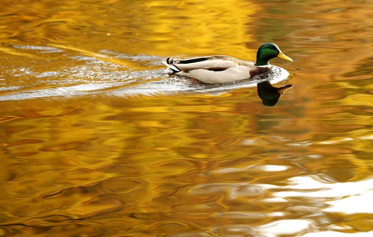 Image: A duck paddles on Loch Faskally, as autumn leaves are reflected in the water in Pitlochry