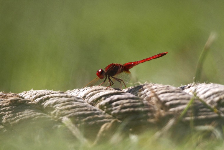 Image: A dragonfly rests on the boundary line of a cricket ground in Kathmandu