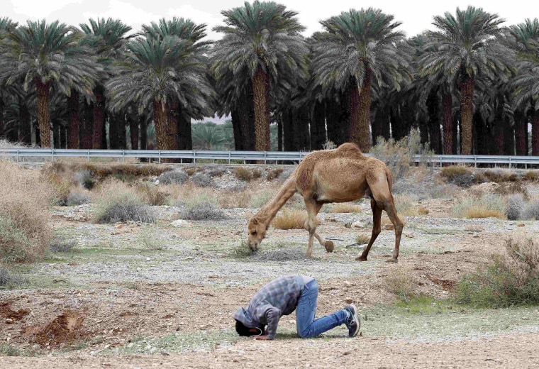 Image: A Bedouin man prays near his camel in the Judean desert between Jericho and Jerusalem