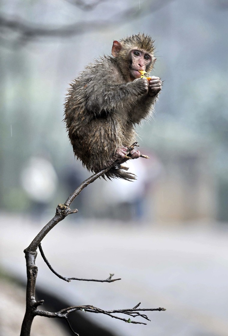 Image: A wild macaque eats a tangerine left by visitors on a tree branch, in rain at a wildlife park on Qianling Mountain, in Guiyang