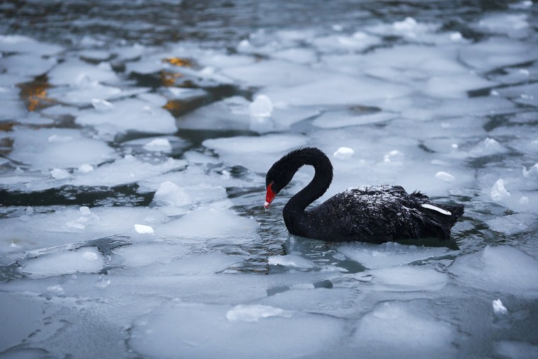 Image: A black swan swims in a partly frozen pond at Kugulu Park in Ankara