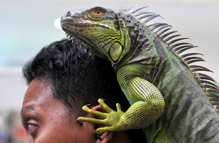 Image: Iguana Contest in Indonesia