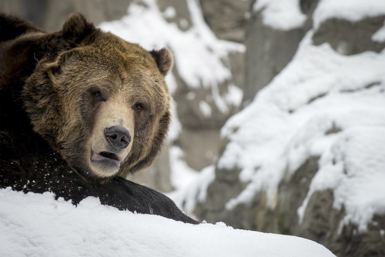 Image: A rescued female grizzly bear lies in the snow in its new habitat at New York's Central Park Zoo
