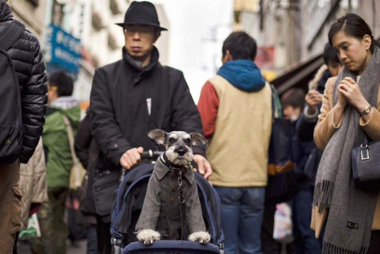 Image: A man pushes a pet dog in a pram through outer part of Tsukiji fish market in Tokyo
