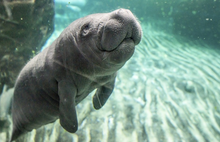 Image: A Baby Manatee Makes a Public Appearance At The Genoa Aquarium