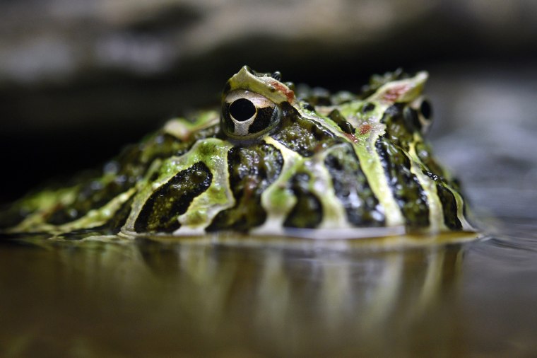 Image: Ornate horned frog at the Ueno Zoological Gardens in Tokyo
