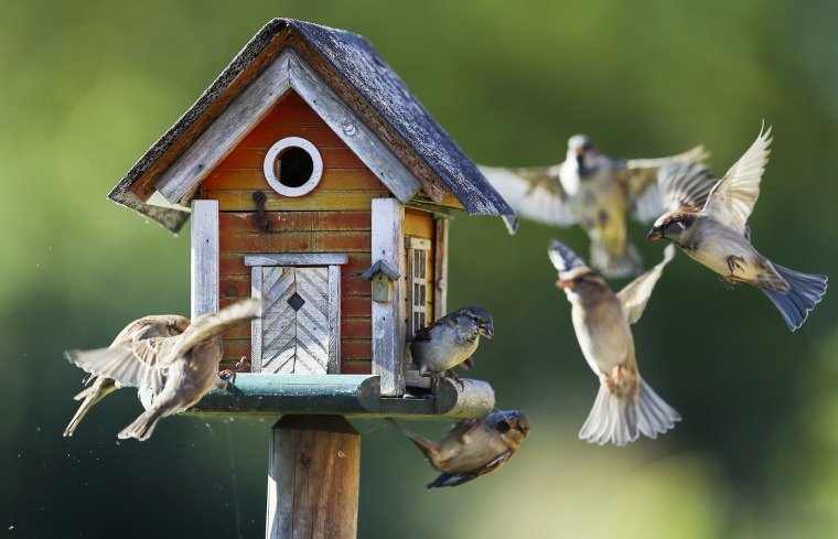 Image: Sparrows fly around a bird feeder in Putgarten