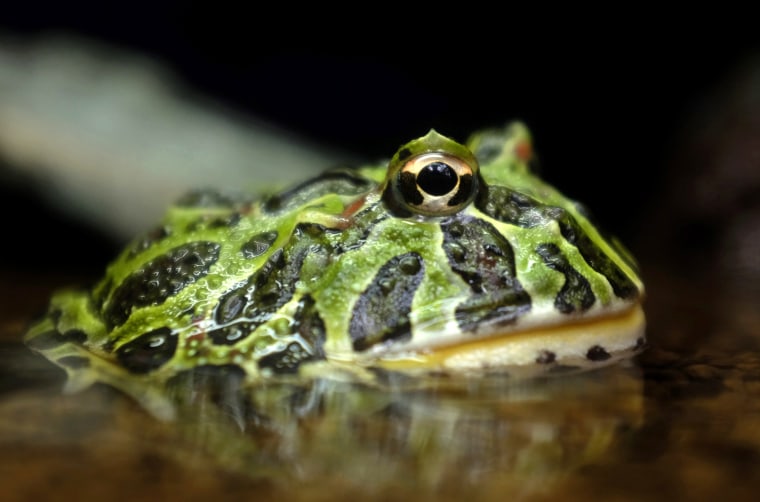 Image: Ornate Horned Frog at the Ueno Zoological Gardens in Tokyo