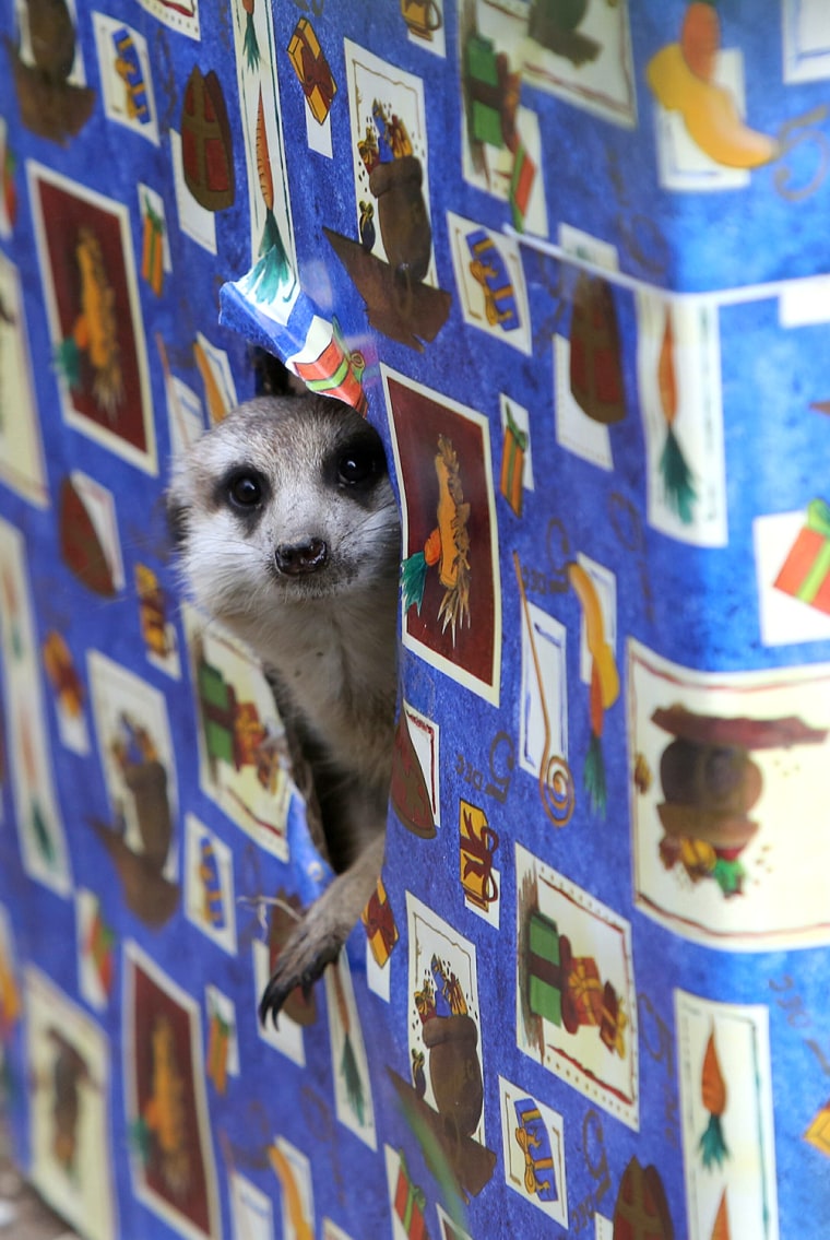 Image: Meerkat in Christmas box