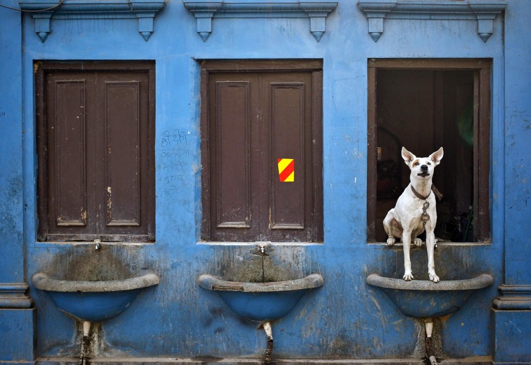 Image: Dog sits over a drinking water basin along a road in Delhi