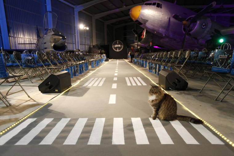 Image: A cat sits on the catwalk, designed as a runway, before the start of the Pink Fashion Show at the Malta Aviation Museum in Ta' Qali, outside Valletta