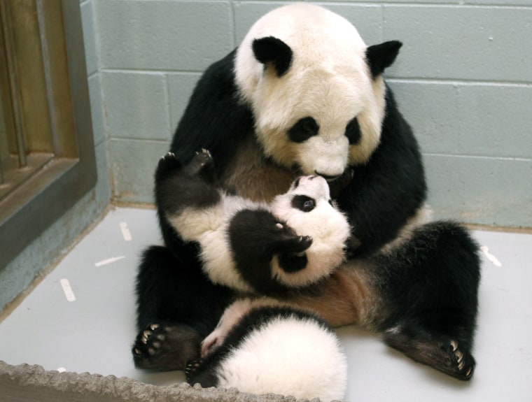 Image: Giant Panda Lun Lun picks up her panda cub Mei Lun to nurse him as her other cub Mei Huan sleeps at her feet at the Atlanta Zoo in Atlanta