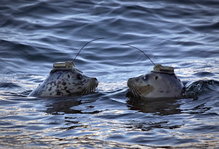 Image: A pair of harbour seals wearing satellite linked transmitters face each after being released into the waters of Howe Sound in Porteau Cove