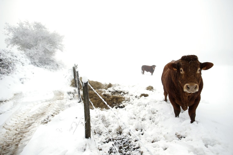 Image: Cows stand in a snow-covered field at Dun-les-Places after snow fell in Eastern and central France