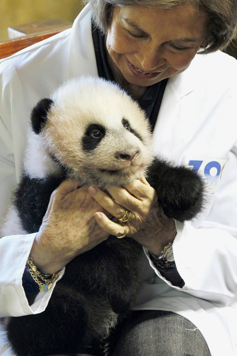 За поведением панды во время кормления. Панда с детёнышем. Панда на руках у человека. Обниматель панд профессия. Панда Королева.