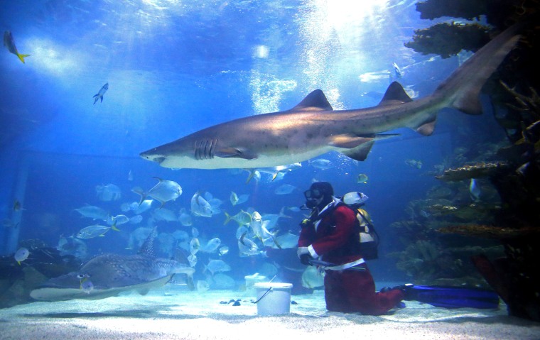 Image: A diver dressed as Santa Claus feeds the sharks in Budapest's Tropicarium