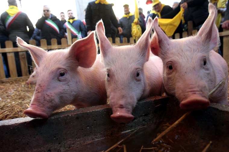 Image: Pigs are pictured during a farmers protest in front of Italian parliament in downtown Rome