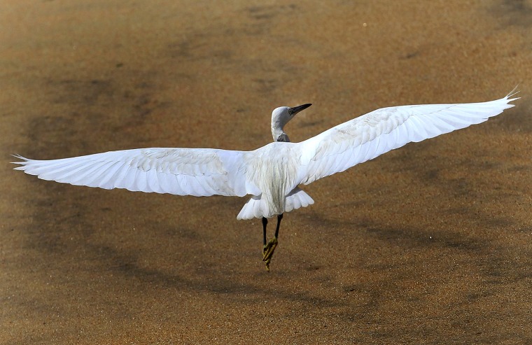 Image: An egret prepares to fly near the Galle Face beach in Colombo
