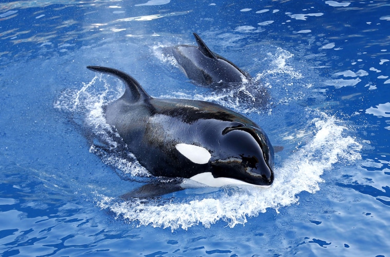 Image: FRANCE-ANIMAL-ORCA