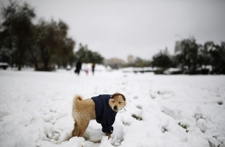 Image: A dog stands in the snow at a park in Jerusalem