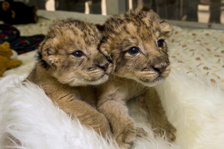 Image: A pair of 10-day-old sibling lion cubs are seen in their play area at the San Diego Zoo and Safari Park animal care center in San Diego, California