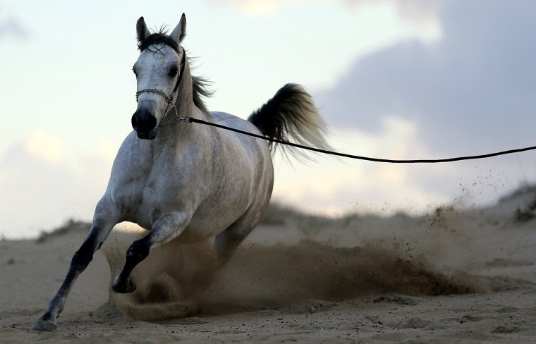 Image: An Arabian horse named Nasam Al Wahat runs during a training session on a beach in Benghazi