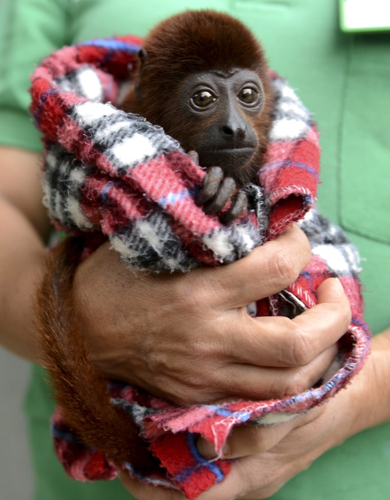 Image: COLOMBIA-ANIMALS-MONKEYS-CONSERVATION