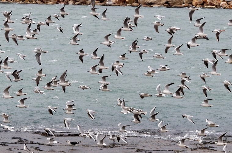 Image: A flock of birds fly near the sea on a winter day in Sidon, southern Lebanon