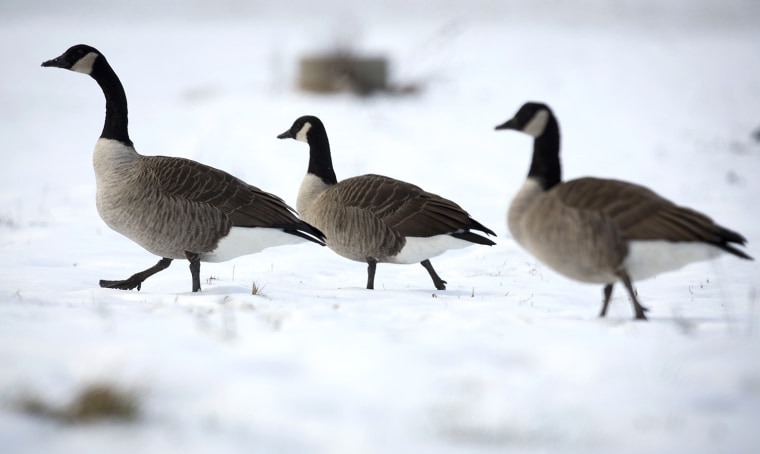 Image: Geese look for food in a snowy field in Guilford, Connecticut