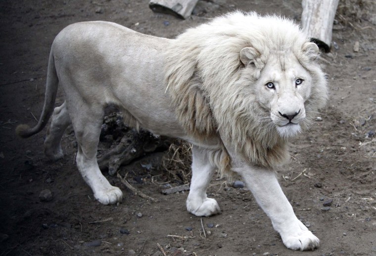 Image: A four-year-old white lion Semuel is seen at the zoo in Tbilisi