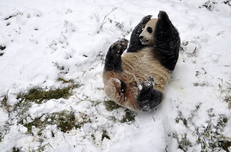 Image: A giant panda plays after snow at a zoo in Kunming
