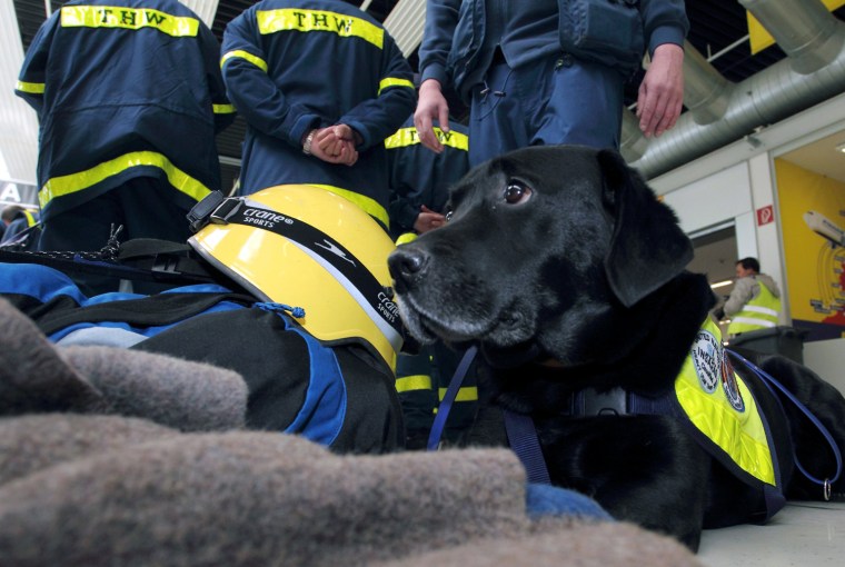 Image: A search and rescue dog and members of t