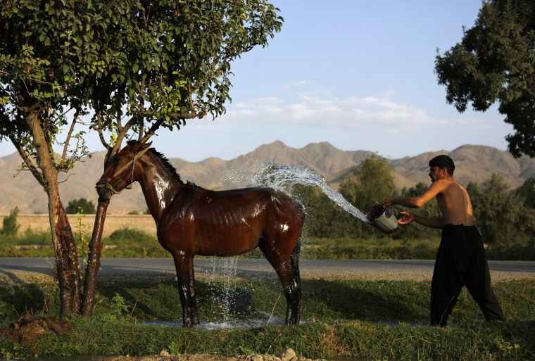 Image: An Afghan man washes his horse in Kabul