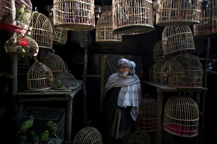 Image: An Afghan bird vendor stands amongst his