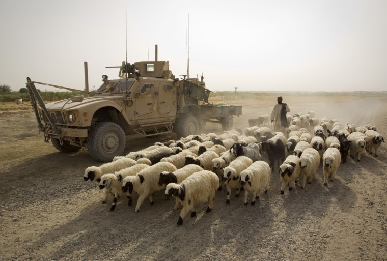 Image: An Afghan shepherd walks with a herd of sheep past a U.S. Marines armored vehicle outside the Camp Gorgak in Helmand province