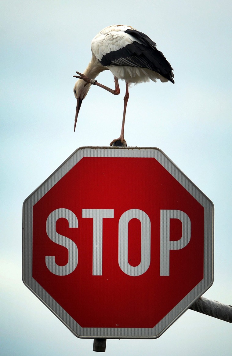 Image: Stork on stop sign