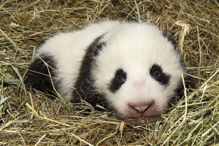 Image: Handout shows a male giant panda cub inside its birth box at Schoenbrunn zoo in Vienna