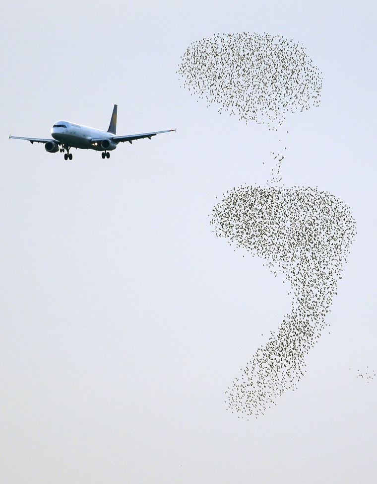 Image: A plane approaches to land as starlings fly at Fiumicino international airport in Rome