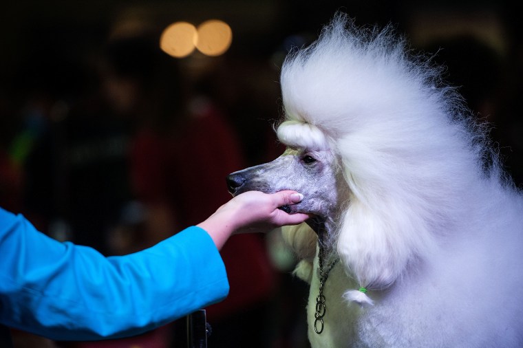 Image: Owners Show Their Dogs In The World Team Dog Grooming Championships