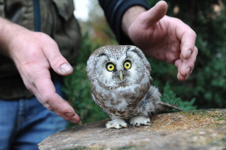 Image: Boreal Owl in Poland