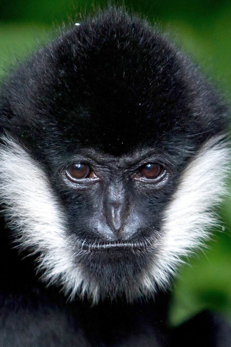Image: Northern white-cheeked gibbon in Wroclaw's zoo