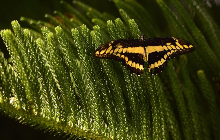 Image: US-NATURE-MUSEUM-BUTTERFLY