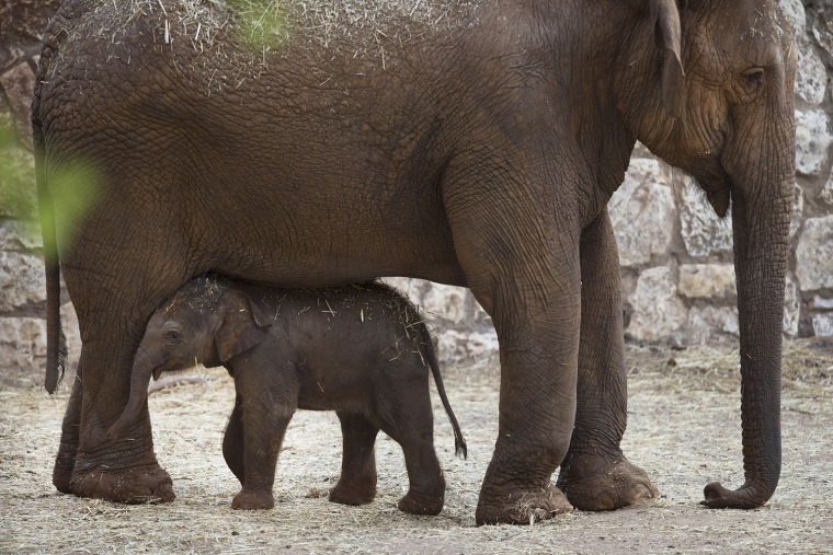 Image: New Born Elephants Appear At The Safari Zoo In Israel