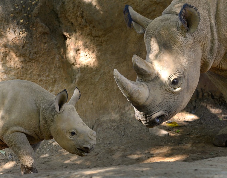 Image: Zoo Atlanta eastern black rhinoceros