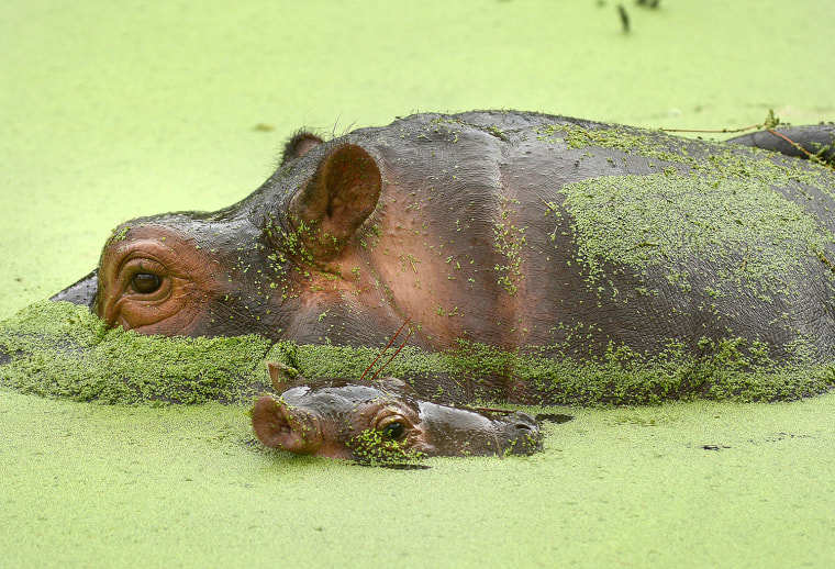 Image: Baby Hippo